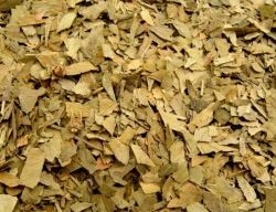 Ginko Biloba (Miłorząb Japoński) liść cięty 100G