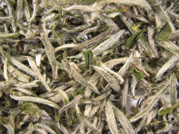 HERBATA SILVER NEEDLE