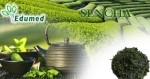 Sencha - herbata prasowana na parze 