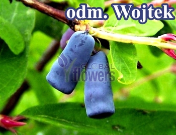 Jagoda Kamczacka Sadzonka - odmiana Wojtek