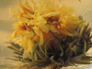 HERBATA CAMUS BLOOMING