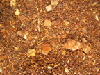 HERBATA ROOIBOS MANHATTAN