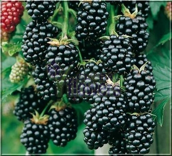 Jeżyna bezkolcowa 'Navaho' Sadzonka – Rubus fruticosa