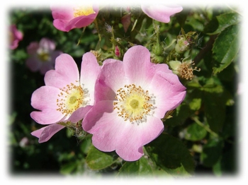 Zalety zdrowotne dzikiej róży (Rosa canina)