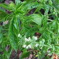 HYZOP LEKARSKI