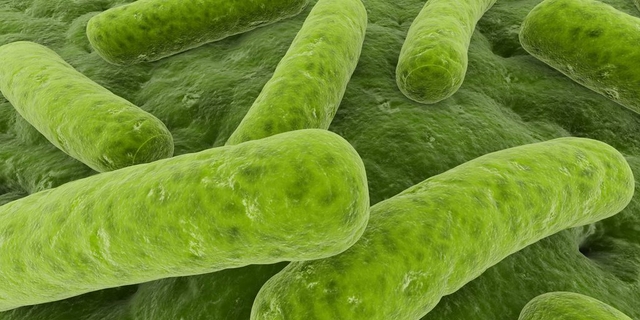 Bakterie chorobotwórcze