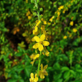 Rzepik pospolity (Agrimonia eupatoria)