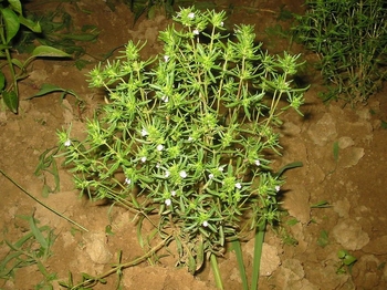 Cząber ogrodowy (Satureia hortensis)