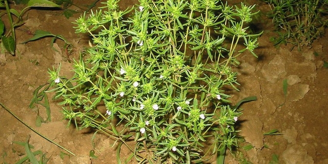 Cząber ogrodowy (Satureia hortensis)