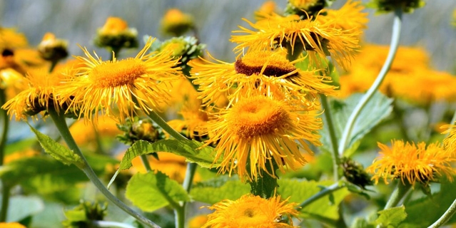 Oman wielki (Inula helenium)