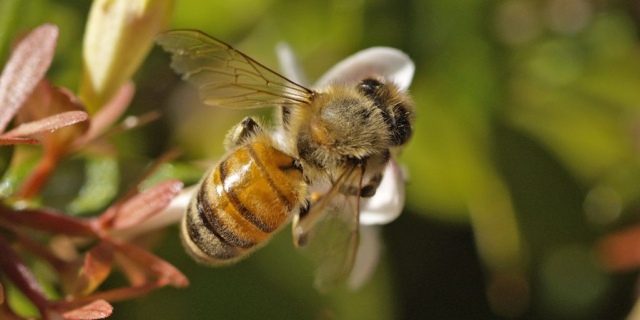 Niebezpieczne ukłucie