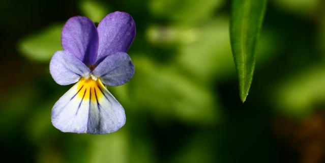Rośliny działające moczopędnie