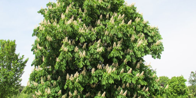 Kasztanowiec zwyczajny (Aesculus hippocastanum)