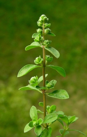Majeranek ogrodowy (Origanum majorana)