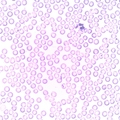 Leukocyty