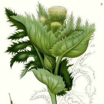 Ostrożeń warzywny (Cirsium oleraceum)
