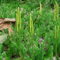 Widłak goździsty (Lycopodium clavatum)