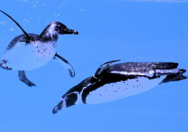 Odporność psychiczna rodzi się przy wspólnym stole